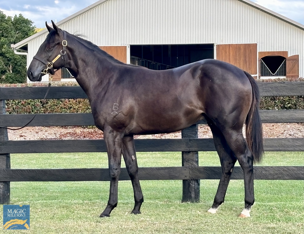 2024 Gold Coast March Yearling Sale Lot 391 Spirit of Boom (AUS